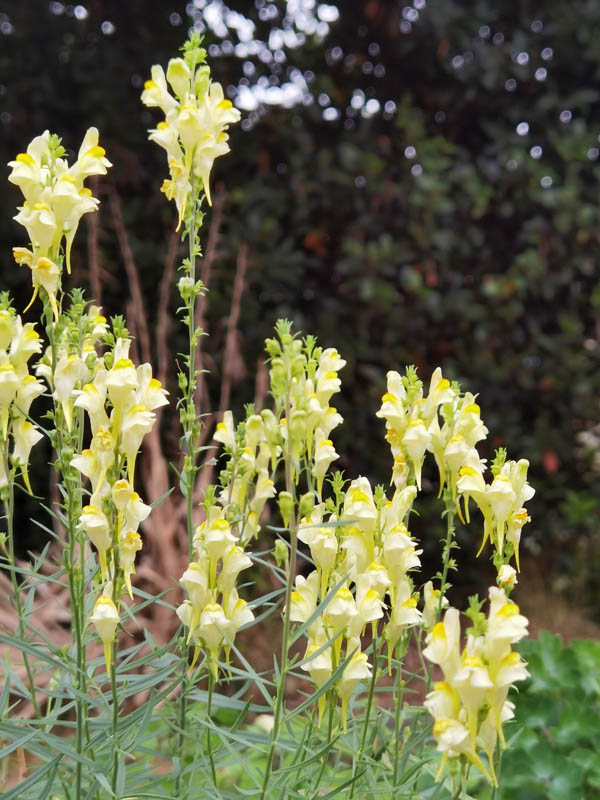 Linaria vulgaris